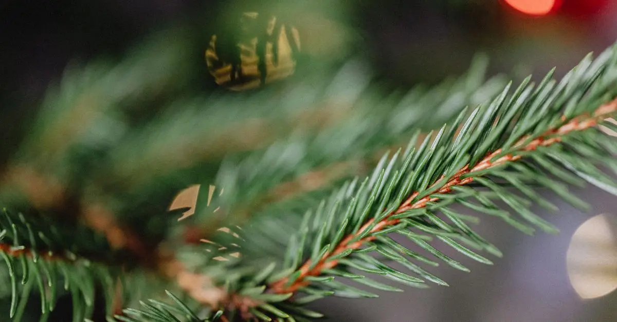Entretien des sapins en pot : Nos conseils