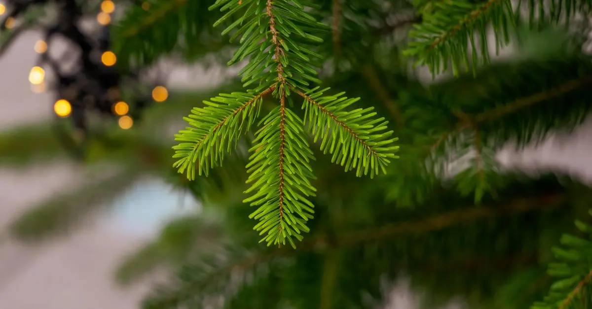 Les meilleurs sapins artificiels durables